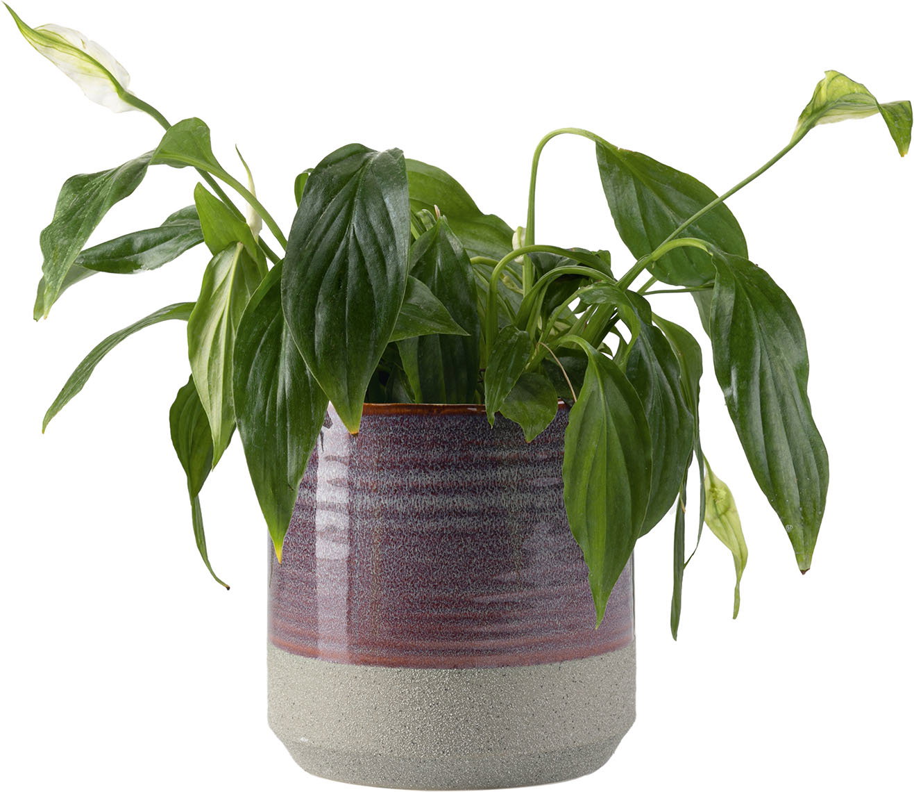 image_396772_6033496 Κασπώ Nime - Image 1