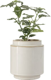 Κασπώ Jugo - Image 3
